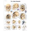 3B Scientific Poster anatomico del cranio umano, ossa craniche e struttura del cranio per medicina, odontoiatria e infermieristica