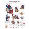 3B Scientific Poster anatomico e fisiologico del cuore umano in tedesco, sistema cardiovascolare per medicina, infermieristica e cardiologia