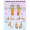3B Scientific Poster di riflessologia plantare in francese, mappa delle zone riflesse per massaggio, riflessologia, studenti e formazione sanitaria