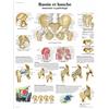 3B Scientific Bacino e Anca Tavola Didattica Anatomica su Carta, Multicolore, 50 x 67 cm