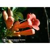 NATUR Srl TRUMPET VINE - ESSENZA SINGOLA CALIFORNIANA FES 30ml