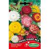 Germisem Swiss Giant Mix Semi di Fiori di Paglia 0.75 g