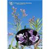 Natur YERBA SANTA ESS 7,4ML CALF