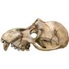Nobby Monkey Skull acquario decorativo, 22.5 x 14.5 x 11 cm