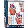 EuroGraphics Il cuore