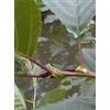 Herboplanet MSA ALNUS GLUTINOSA 50 ML