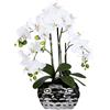 Orchidea Phalaenopsis in vaso ovale - kaiserkraft