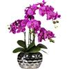Orchidea Phalaenopsis in vaso ovale - kaiserkraft