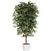 Ficus benjamina - kaiserkraft