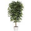 Ficus benjamina - kaiserkraft