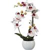 Orchidea phalaenopsis - kaiserkraft