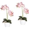 Orchidea phalaenopsis in vaso di ceramica bianco - kaiserkraft