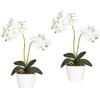 Orchidea phalaenopsis in vaso di ceramica bianco - kaiserkraft
