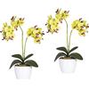 Orchidea phalaenopsis in vaso di ceramica bianco - kaiserkraft