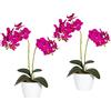 Orchidea phalaenopsis in vaso di ceramica bianco - kaiserkraft