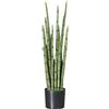 Sansevieria cylindrica - kaiserkraft