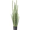 Sansevieria cylindrica - kaiserkraft