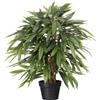 Ficus benjamina - kaiserkraft