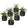 Aloe, agave, tillandsia - kaiserkraft