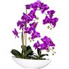 Orchidea phalaenopsis - kaiserkraft