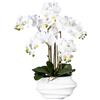 Orchidea phalaenopsis, real touch - kaiserkraft