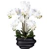 Orchidea phalaenopsis, real touch - kaiserkraft