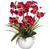 Orchidea phalaenopsis in vaso di ceramica - kaiserkraft