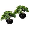 Larice bonsai - kaiserkraft