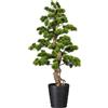 Bonsai pino - kaiserkraft