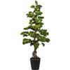 Bonsai pino - kaiserkraft