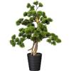 Bonsai pino - kaiserkraft