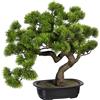 Bonsai pino - kaiserkraft