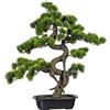 Bonsai pino - kaiserkraft