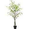 Albero della Louisiana - kaiserkraft