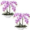 Orchidea phalaenopsis, real touch - kaiserkraft