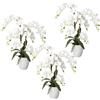 Orchidea phalaenopsis, real touch - kaiserkraft