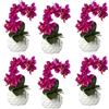 Orchidea phalaenopsis, real touch - kaiserkraft