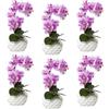Orchidea phalaenopsis, real touch - kaiserkraft