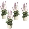 Salvia in vaso di cemento - kaiserkraft
