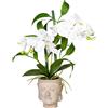 Composizione di orchidea e bambù - kaiserkraft