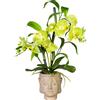 Composizione di orchidea e bambù - kaiserkraft