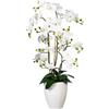Orchidea phalaenopsis, real touch - kaiserkraft
