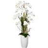 Composizione di orchidee phalaenopsis - kaiserkraft