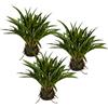 Miscanto sinensis - kaiserkraft