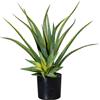 Aloe - kaiserkraft