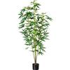 Pianta di canapa ornamentale - kaiserkraft