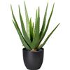 Aloe verde - kaiserkraft