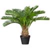 Palma Cycas - kaiserkraft
