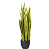Sanseveria verde e gialla - kaiserkraft