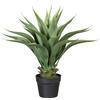 Agave - kaiserkraft